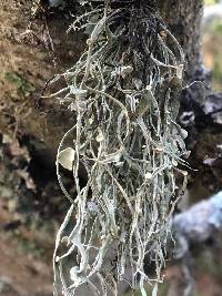 Ramalina leptocarpha image