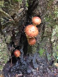 Hemistropharia albocrenulata image