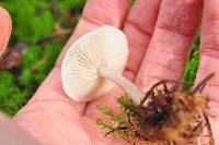 Clitocybe vibecina image