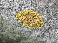 Xanthoria parietina var. parietina image