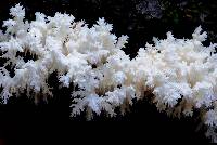 Hericium coralloides image