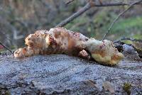 Laetiporus gilbertsonii image