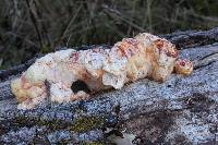 Laetiporus gilbertsonii image