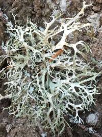 Evernia prunastri image