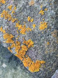 Xanthoria parietina var. parietina image