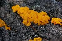 Tremella mesenterica image