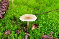 Image of Clitocybe vibecina