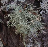 Usnea intermedia image