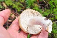 Russula sororia image