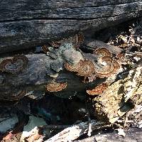 Trametes versicolor image