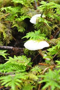 Inocybe geophylla image