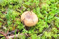 Image of Russula sororia