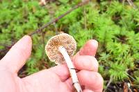 Inocybe geophylla image