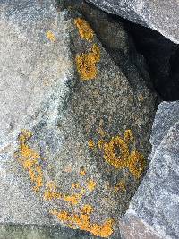 Xanthoria parietina var. parietina image