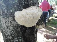 Hericium erinaceus image