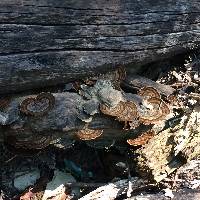 Trametes versicolor image