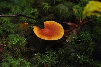 Gymnopilus sapineus image