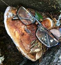 Fomitopsis pinicola image