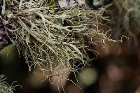 Ramalina farinacea image