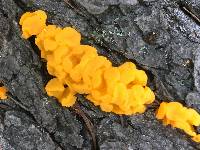 Tremella mesenterica image