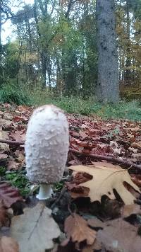 Coprinus comatus image