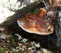 Fomitopsis pinicola image