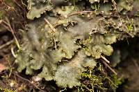 Peltigera degenii image