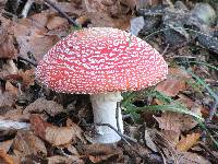 Amanita muscaria image