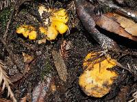 Cantharellus californicus image