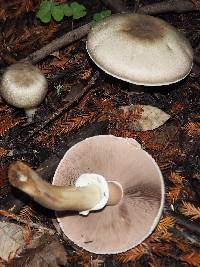 Agaricus hondensis image