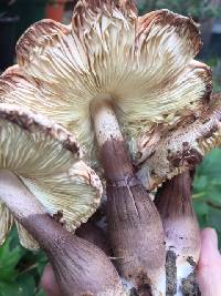 Leucoagaricus americanus image