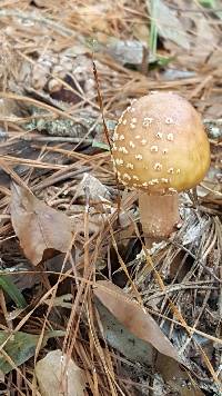 Amanita amerirubescens image