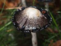 Coprinus comatus image