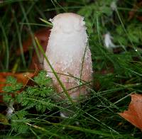 Coprinus comatus image