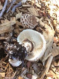 Chlorophyllum brunneum image