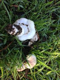 Agaricus californicus image