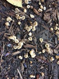 Coprinellus disseminatus image