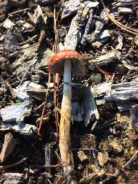 Leratiomyces ceres image