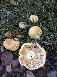 Lactarius alnicola image