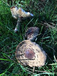 Chlorophyllum brunneum image