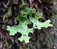 Lobaria pulmonaria image