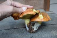 Suillus pungens image