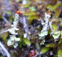 Cladonia bellidiflora image