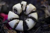 Geastrum saccatum image