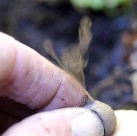 Geastrum saccatum image