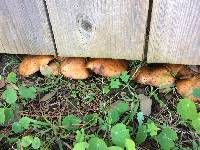 Suillus pungens image