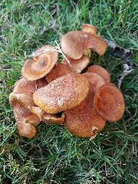 Armillaria tabescens image