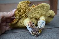 Suillus pungens image