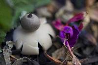 Geastrum saccatum image