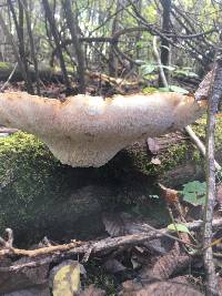 Polyporus squamosus image